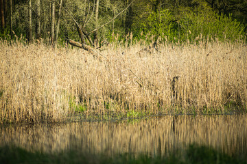 
revered growing at the edge of the pond in summer