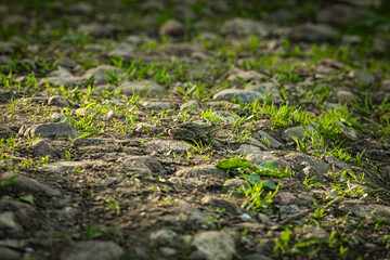 grass growing among the stones in the park
