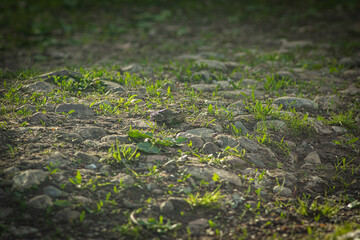 grass growing among the stones in the park