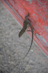 lizard on a rope