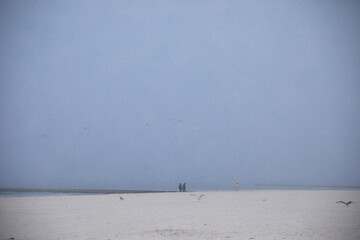 
low-flying seagull on the beach in summer