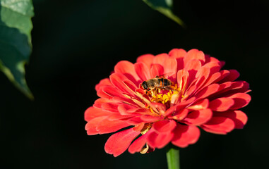 Close up of pink flower with bee on dark background