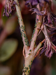 Small Aphids Insectson the plant Flaming Katy