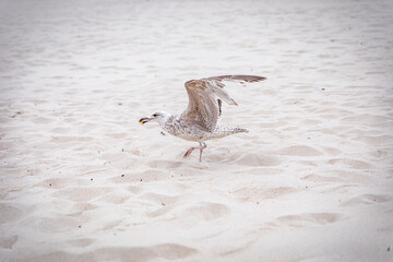 spitting seagull for food on the beach