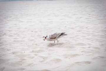 spitting seagull for food on the beach
