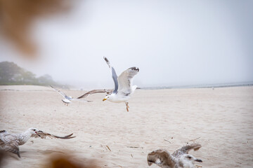 
flying seagull against the blue sky and the beach