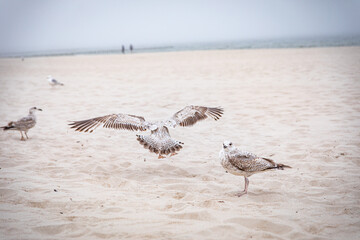 standing white seagull with a yellow beak