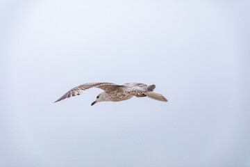 flying seagull against the blue sky