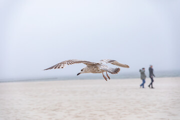 
flying seagull against the blue sky and the beach