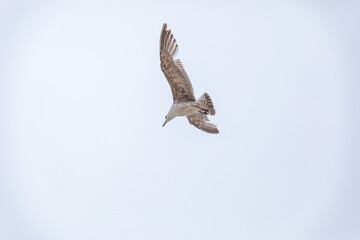 flying seagull against the blue sky