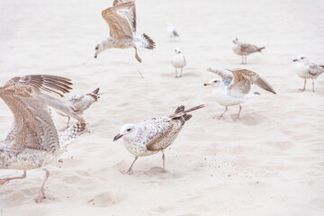
gulls hunting on the beach in summer