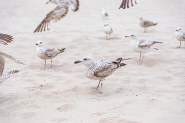 seagulls on the beach in summer