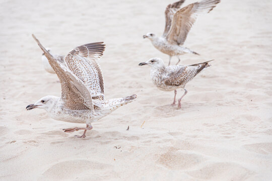
gulls flying away from the sandy beach