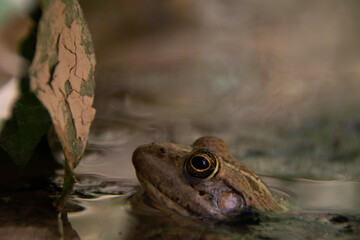 frog in the pond