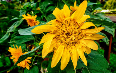 bright yellow Sunflower bursts open
