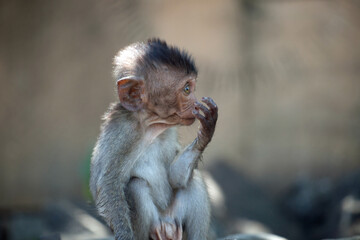 可愛いサル
