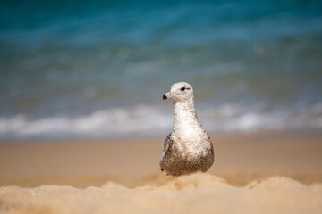 Gaviota