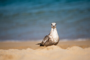 Gaviota