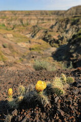 Yellow cactus flower with badlands landscape background - 451098406