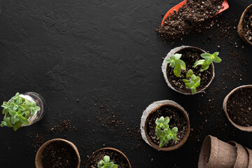 Peppermint plants growing in biodegradable peat pots, cuttings in a glass jar and a shovel with potting soil, on a black surface with copy space