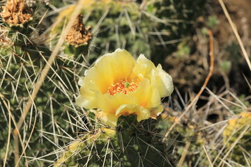 A close up of a yellow cactus flower