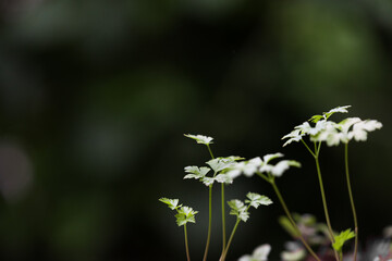 Shiny parsley culinary plants growing healthy isolated on a natural green background in bokeh with copy space, selective focus