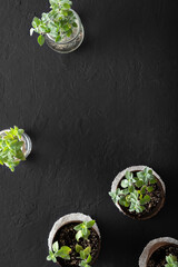 Aromatic herbs growing in biodegradable peat pots and a glass jar with cuttings for propagation, on a black textured surface with copy space