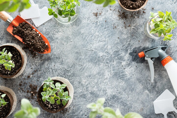 Aromatic plants, oregano and peppermint growing in biodegradable peat pots and gardening tools, on a textured surface with copy space in the middle, flat lay