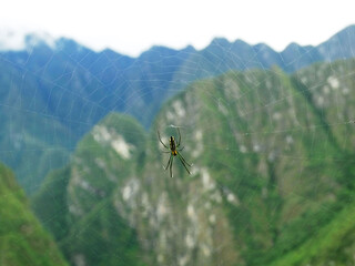 Spider on cobweb with green background