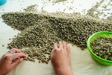 background coffee bean sorting process arabica coffee bean sorting concept hand harvest