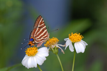 butterfly on a flower