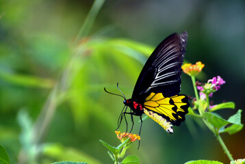butterfly on a flower