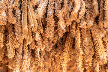 Close up of dry millet crops, Selective focus