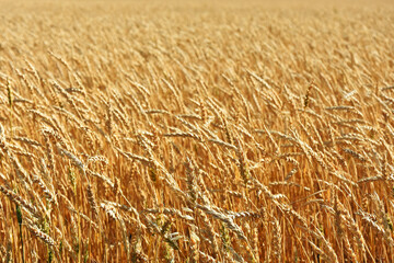 An image of a ripened wheat field in early fall. 