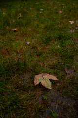 Fototapeta premium falling leave on a ground autumnal moody park outdoor vertical photography September and October season time concept