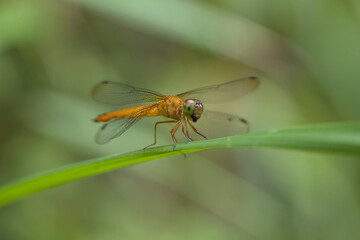 The Story of  Beautiful Damselflies