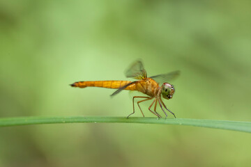 The Story of  Beautiful Damselflies
