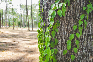 green liana with leaves stretches around the trunk of a thick tree with bark. selective focus
