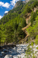Beautiful pine trees and towering cliffs in a huge natural canyon (Samaria Gorge, Crete, Greece)