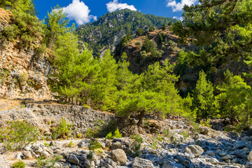 Fototapeta na wymiar Beautiful pine trees and towering cliffs in a huge natural canyon (Samaria Gorge, Crete, Greece)