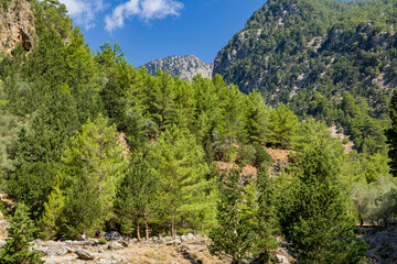 Fototapeta na wymiar Beautiful pine trees and towering cliffs in a huge natural canyon (Samaria Gorge, Crete, Greece)