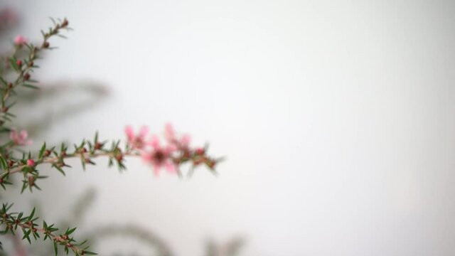 Pink Manuka flower blossom 4K video