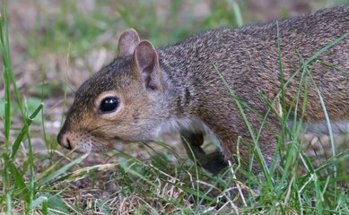 Curious Squirrel
