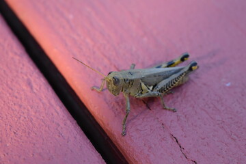 Grasshopper