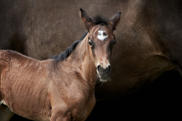 Close-up of a brown thoroughbred filly foal standing with mare isolated on black background.	