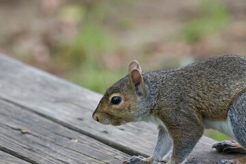 Squirrel Posed