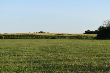 Grassy Field with a Corn Field in the Distance