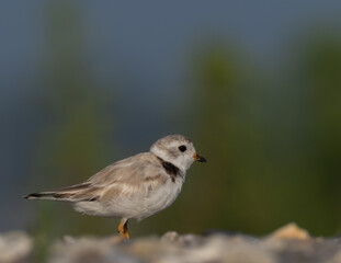 Adult Piping Plover on a beach