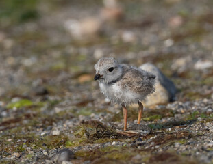 Fototapeta premium Piping Plover chick on a beach