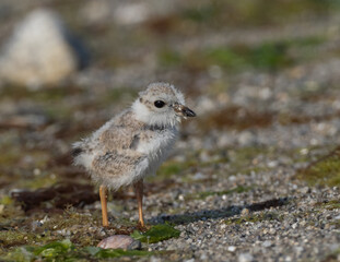 Piping Plover chick on a beach